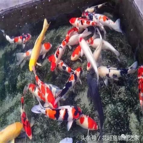 錦鯉 風水|【鯉魚風水】招財風水！錦鯉當道，掌握鯉魚風水知識，提升運勢。